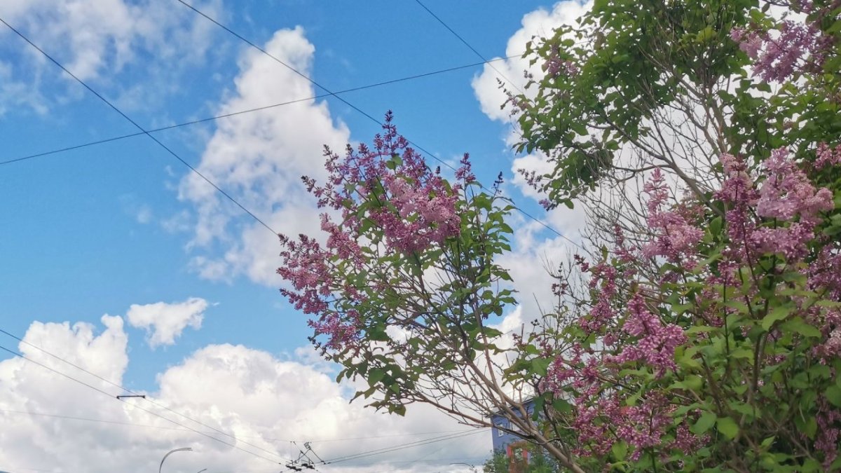 Распустившаяся сирень летом на фоне облачного голубого неба