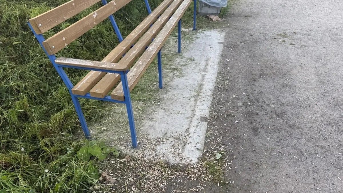 Куча шелухи от семечек валяется летом возле скамейки