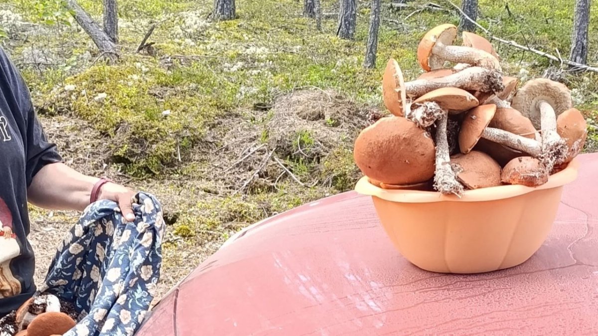 Чаша с грибами стоит на машине