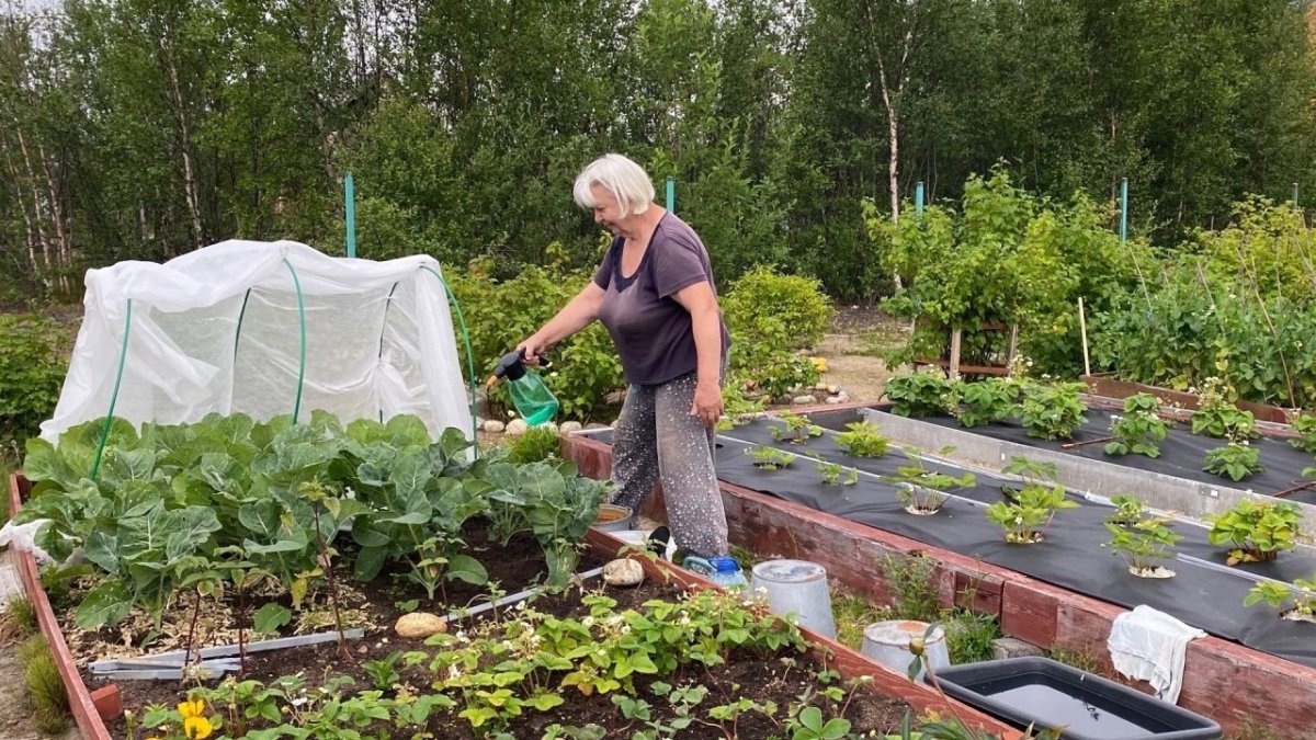 Клубника на камнях: пенсионерка из Корзуново превратила бесплодный северный песок в цветущий огород
