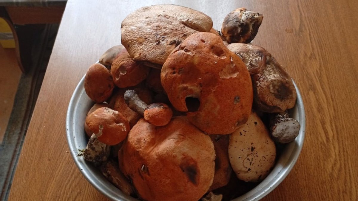 Грибы в чашке
