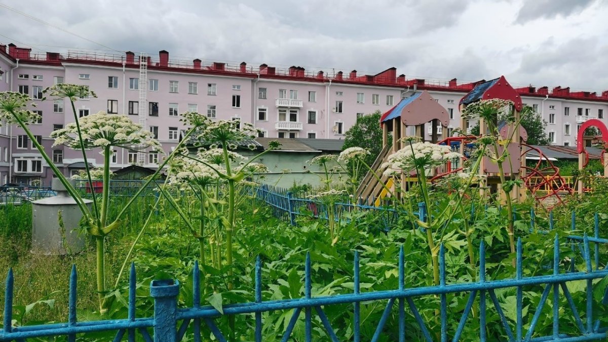 Заросли борщевика за забором на фоне жилого дома