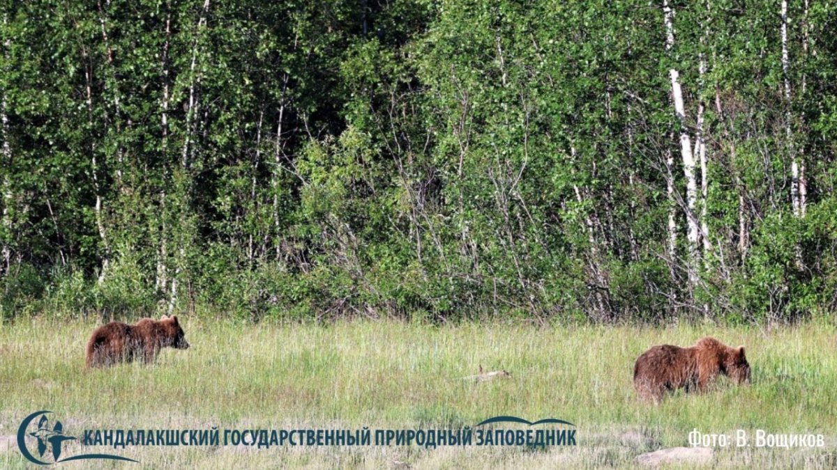 Медведи в Кандалакшском заповеднике