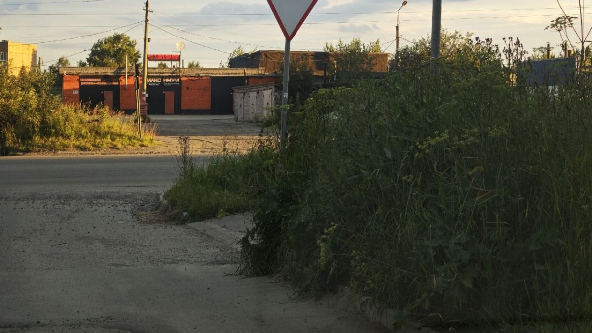 Заросли травы в Апатитах