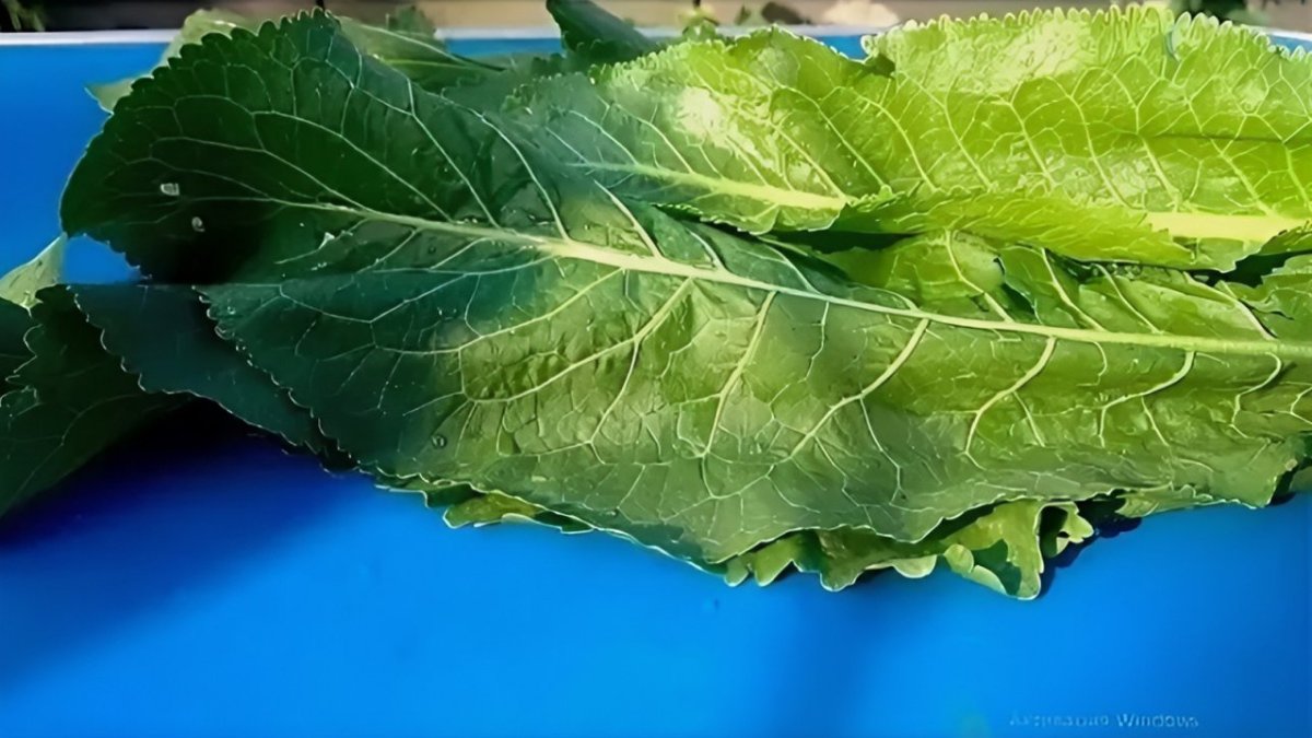 листья хрена