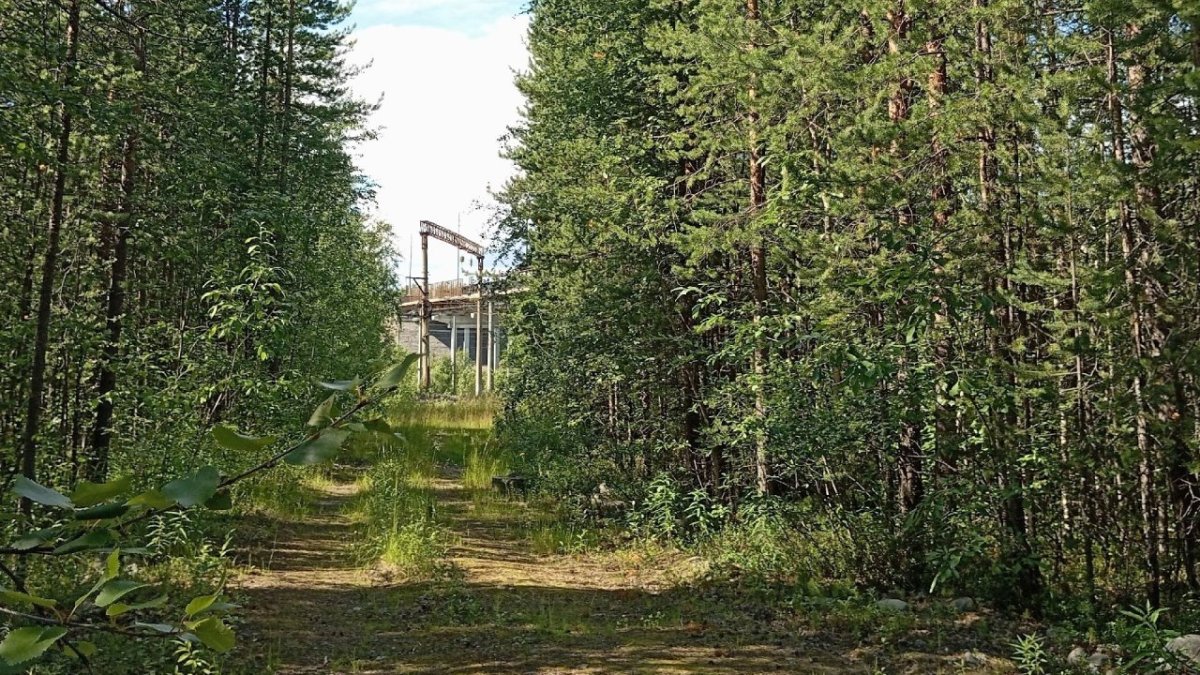 Деревья на фоне лесной загородной дороги летом
