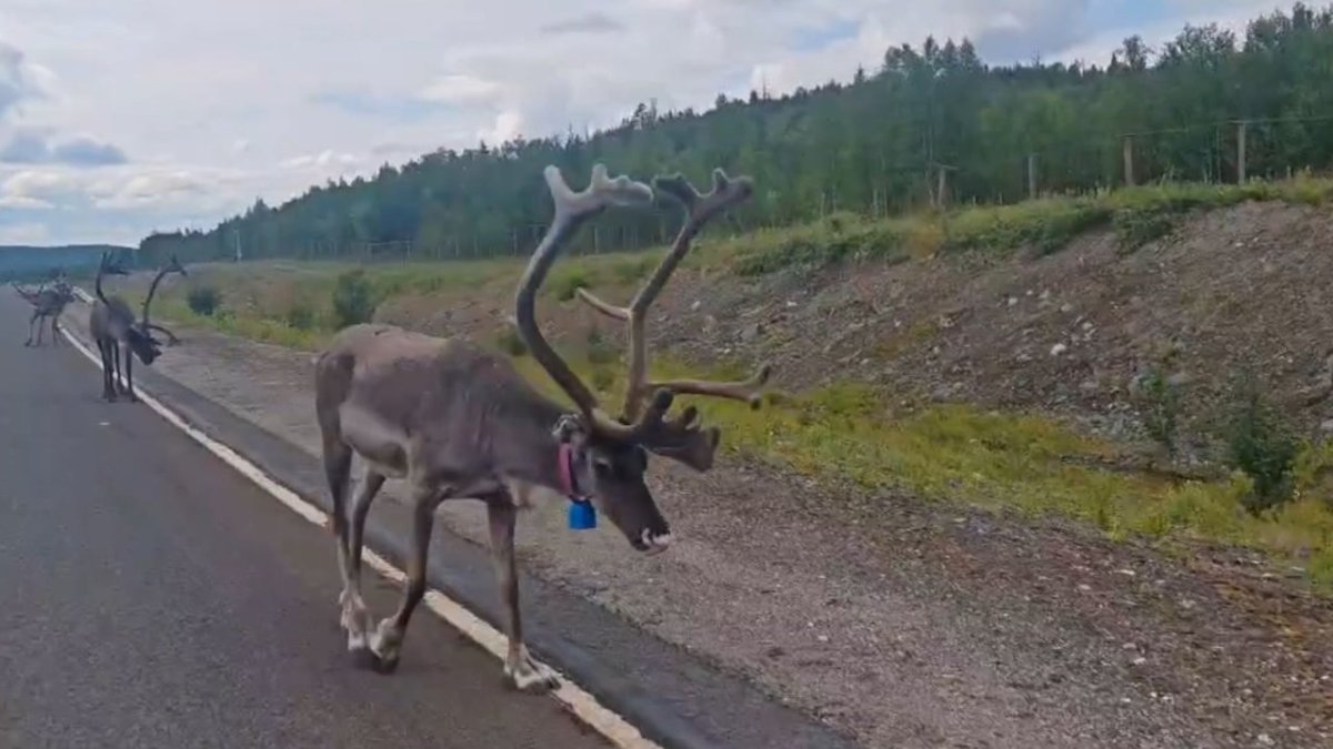 Норвежские олени на трассе