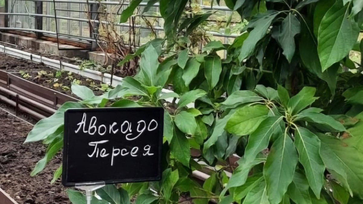 Зеленое большое дерево авокадо растет в теплице.