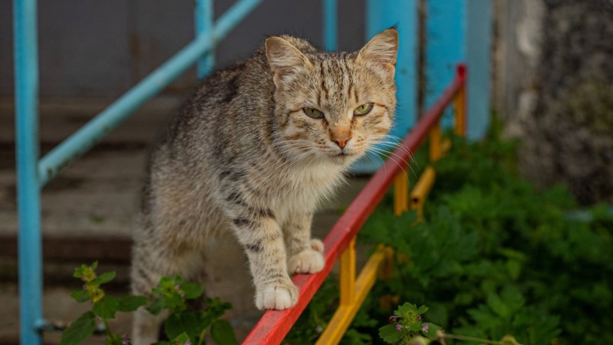 Кот стоит на перилах у дома летом.