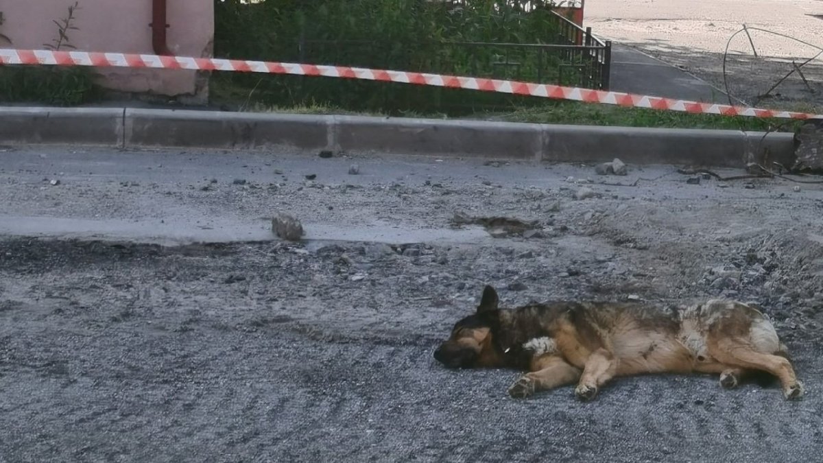 Собака бездомная лежит на обочине дороги летом в городе.