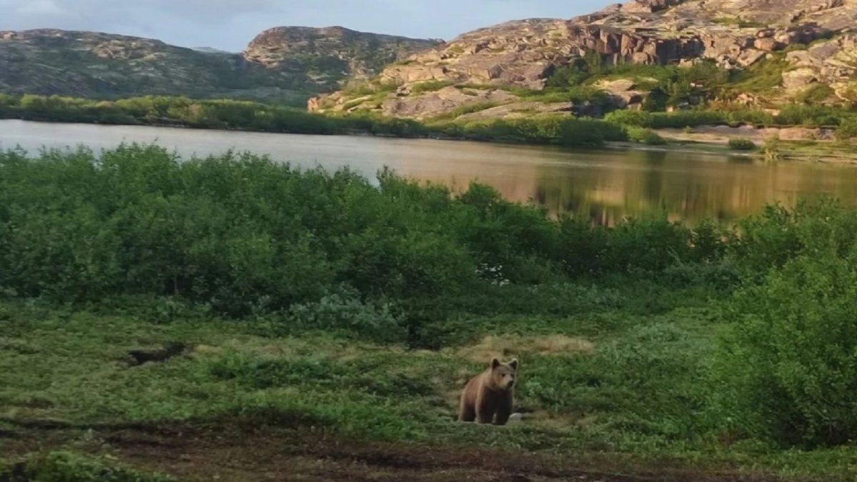 Медведь стоит посреди сопки на фоне моря и скал летом.