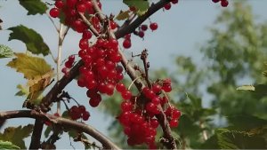 Чем побаловать смородину: 1 подкормка в августе — удвойте будущий урожай