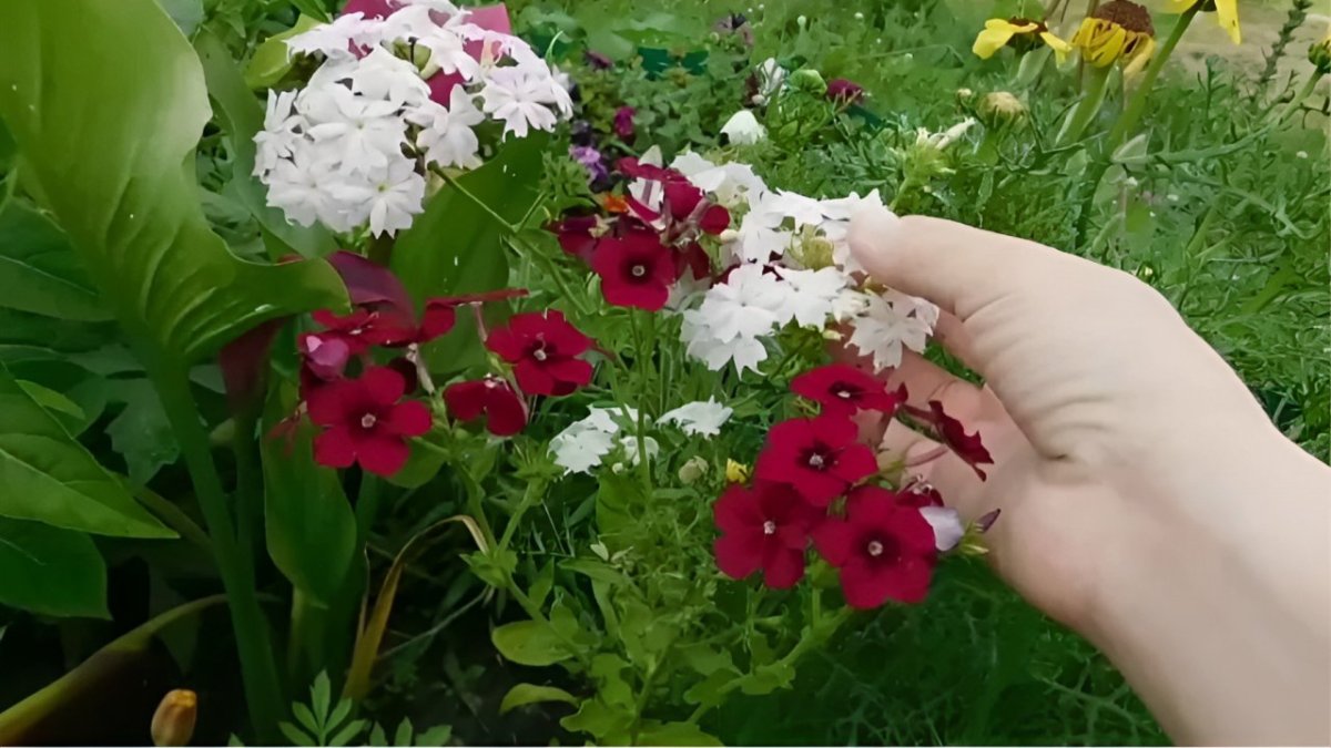 яркие флоксы
