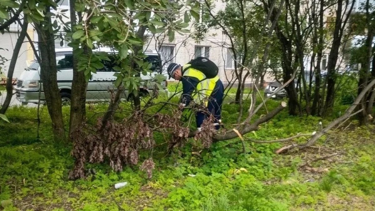 Обрезка деревьев в Мурманске