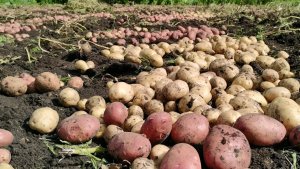 Осеннее меню для почвы: вносим удобрения после картофеля — повышаем плодородие