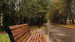В Мурманске аллея Поколений заросла грязью, а лавки растащили по кустам — соцсети