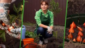 Где посадить тюльпаны в августе: 3 места на участке, где луковицы точно не вымерзнут весной