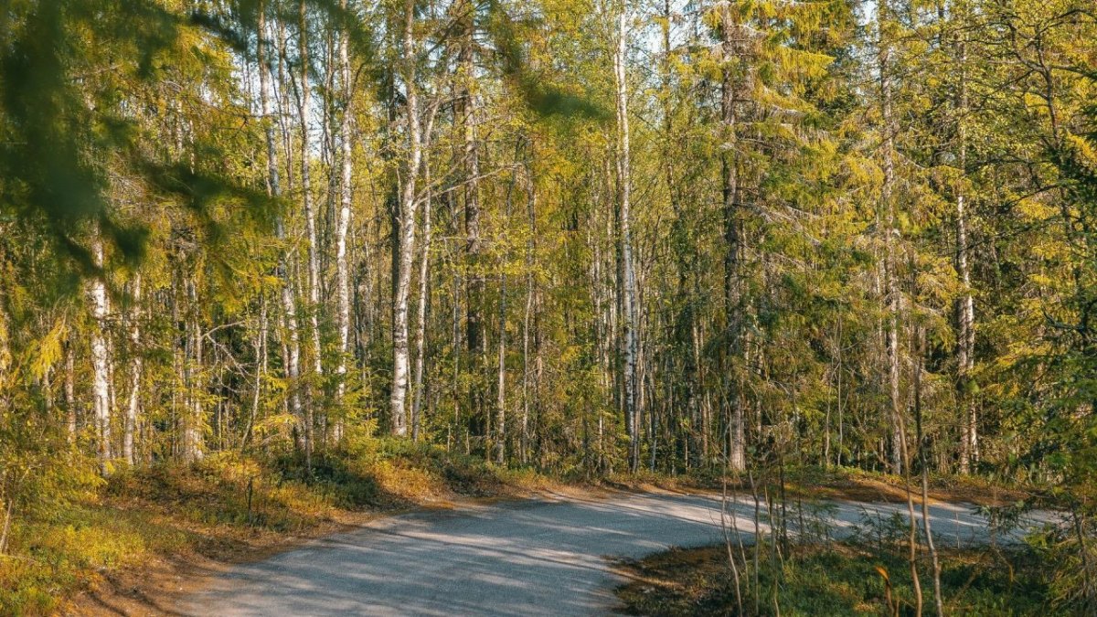 Осенние деревья в конце лета на фоне заасфальтированной дорожки.