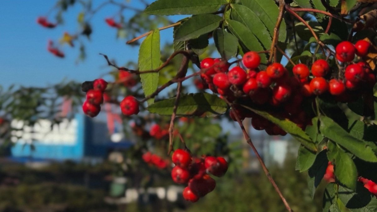 Спелые красные ягоды рябины висят на ветке.
