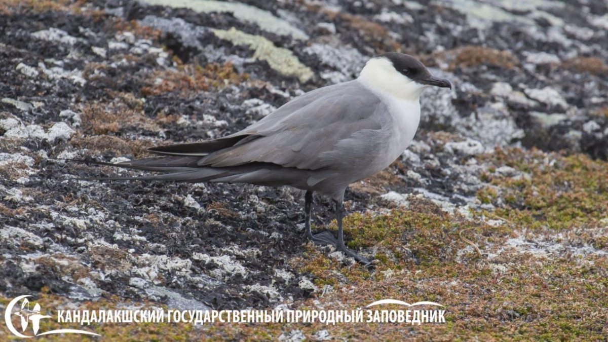 Поморник вблизи