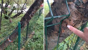 «Сломают красоту»: на Героев-Североморцев в Мурманске аварийная рябина уничтожает новый палисадник