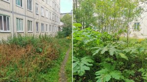 Заросли борщевика ушли в осень: в Апатитах УК объяснила перенос летнего покоса подготовкой к зиме