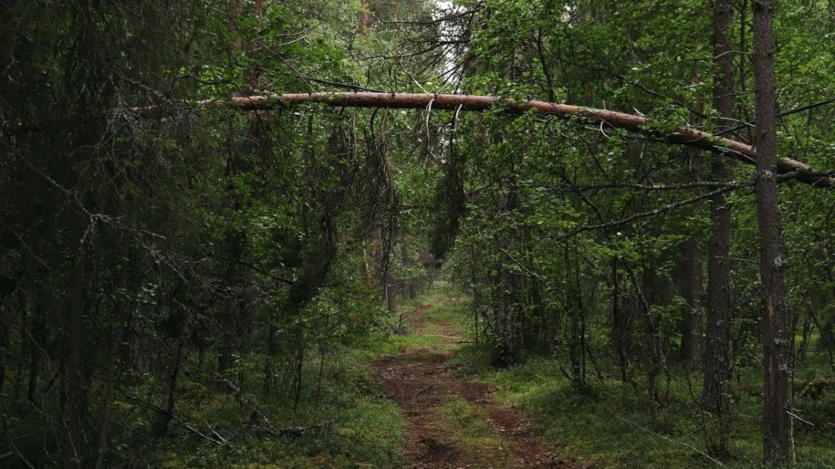 Чаща леса и дорога летом.