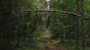 Поохотился на птицу с нарезным стволом: житель Ловозера на год остался без лицензии