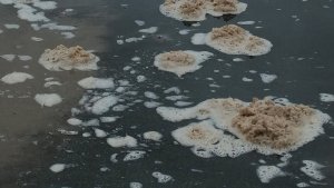 Бухта и пляжи Териберки покрылись грязной пеной