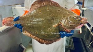 В Баренцевом море мурманские рыбаки поймали «царь-камбалу» весом 7 кг