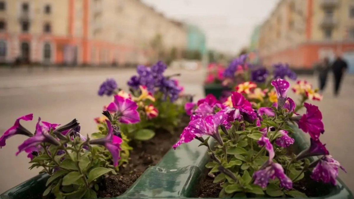 Клумба на городской улице