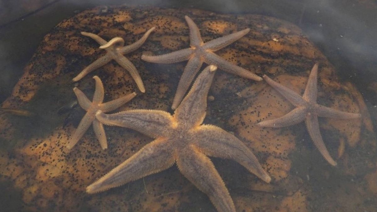 Морские звезды на побережье