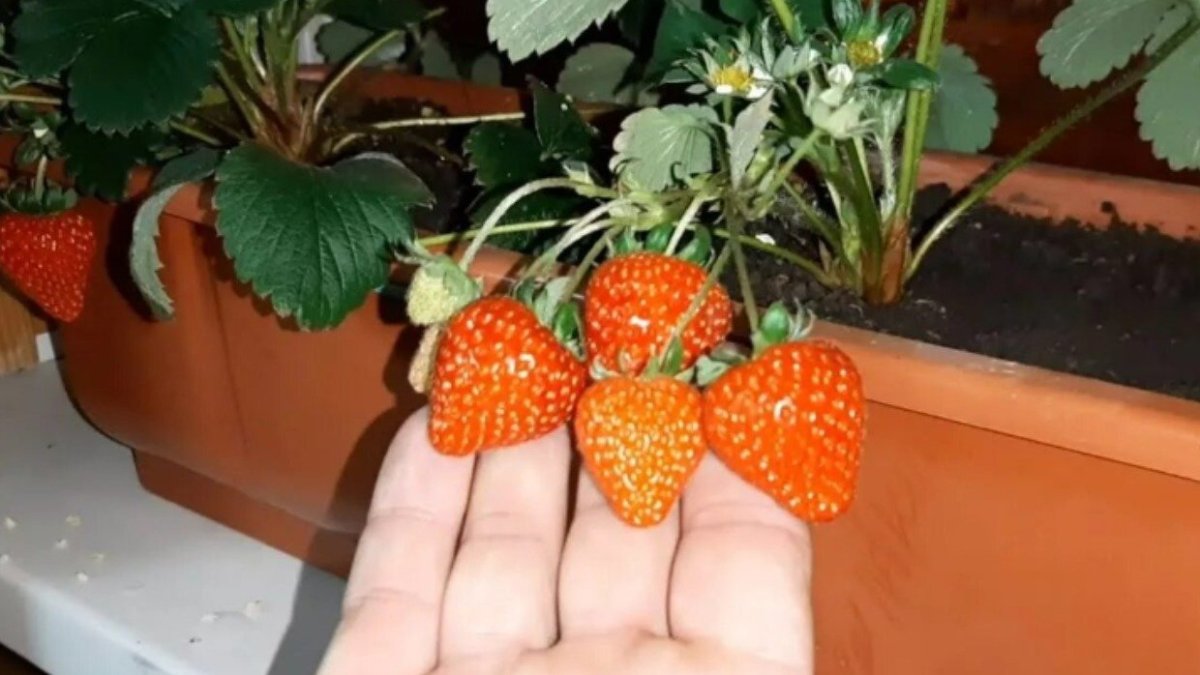 клубника на подоконнике