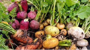 Капуста и свёкла с репкой: в кировском ПАБСИ собрали урожай с вкусной экспозиции «Сад-огород»
