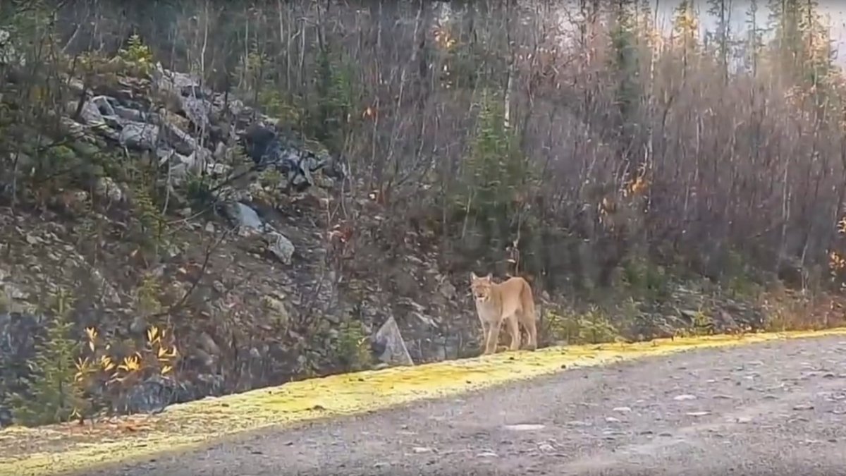 Дикая кошка на обочине