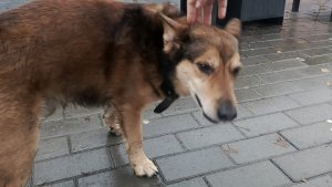 «Джерик дома!»: северяне помогли вернуться в Африканду псу, случайно уехавшему в пригородном автобусе