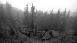 «Было волшебно»: осенний туманный лес поразил северян