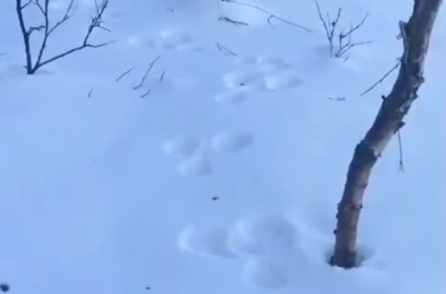 В кандалакшском лесу нашли заячью «кормушку»