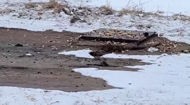 «Вы подкармливаете крыс!»: в Мончегорске возле детсада пенсионеры оставляют хлеб голубям