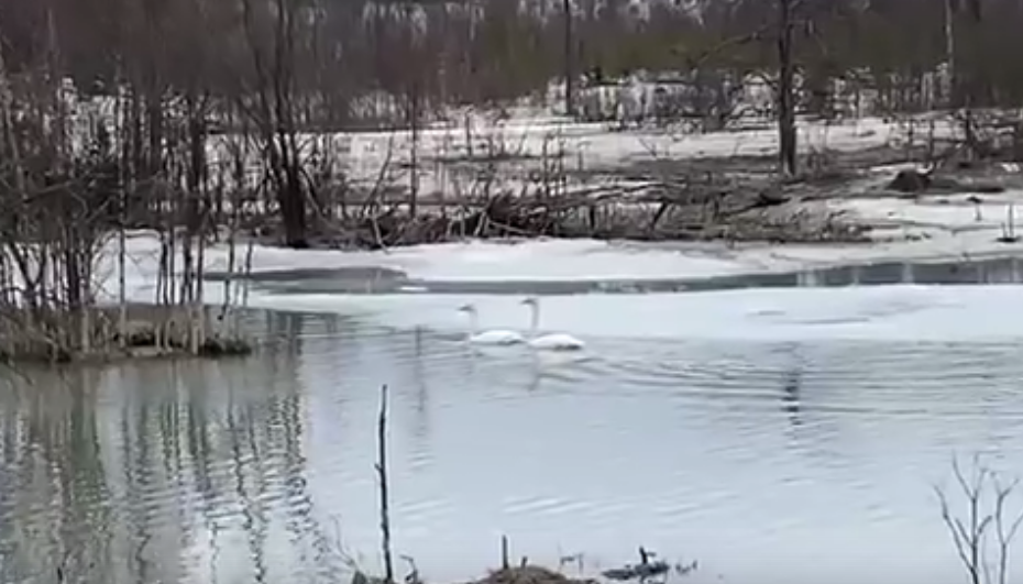 На ковдорском водоеме вальсируют лебеди
