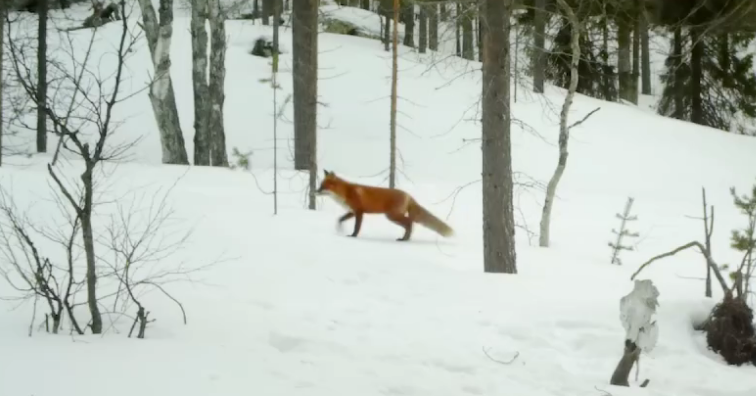 У лис Мурманской области появилась «клочковатость меха»