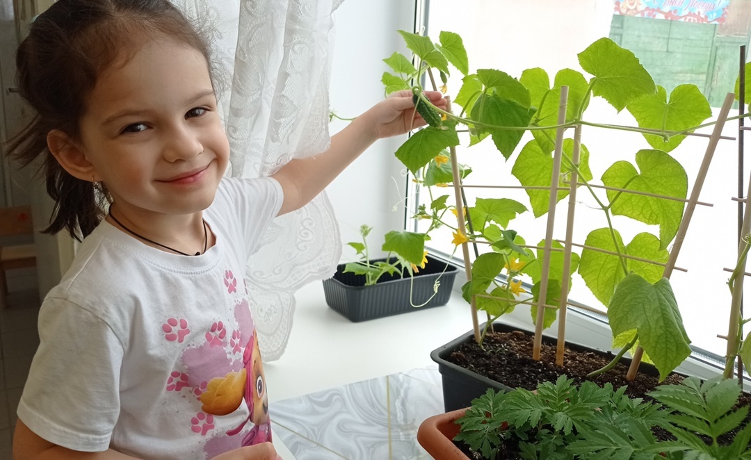 Детсадовцы из Заполярного вырастили на подоконнике огурец