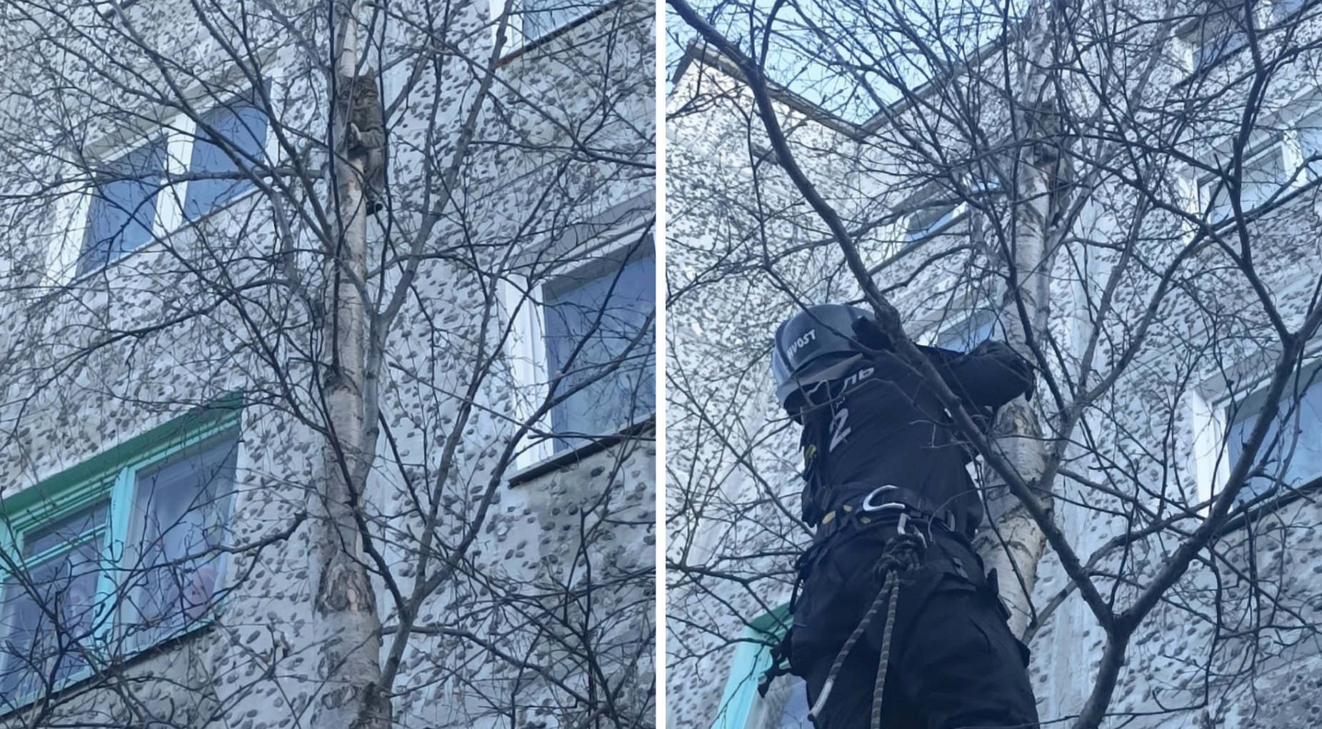 В Апатитах спасатели помогли коту, просидевшему несколько часов на дереве