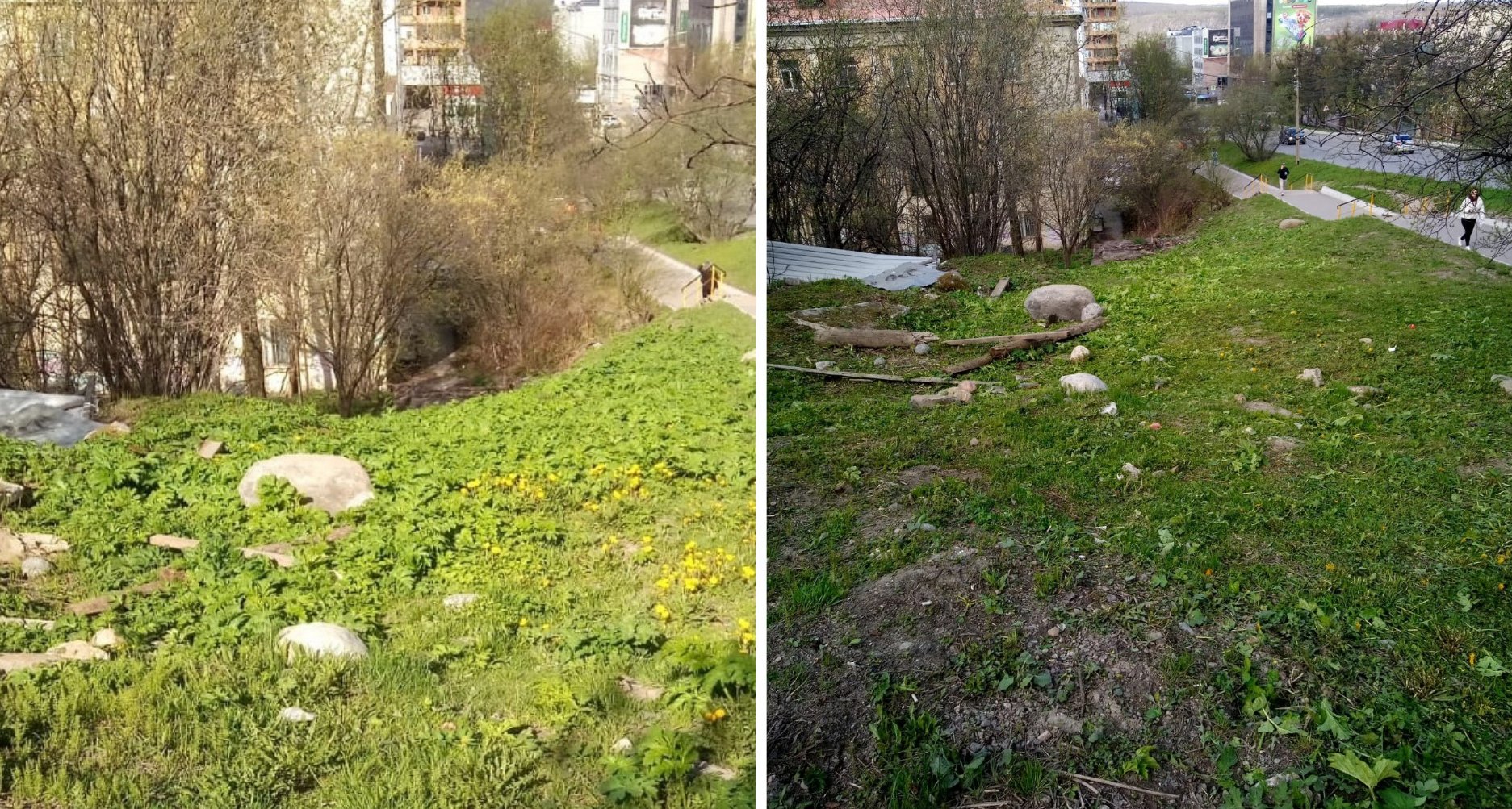 В Мурманске начали скашивать побеги борщевика
