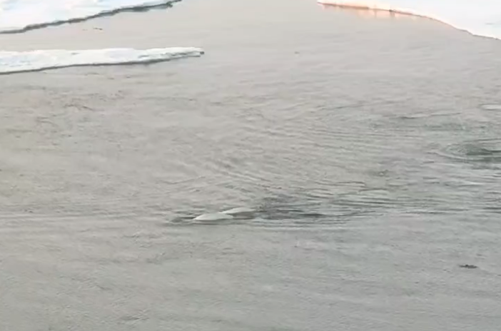 Мурманские моряки наблюдали за белухами в Обской губе Карского моря