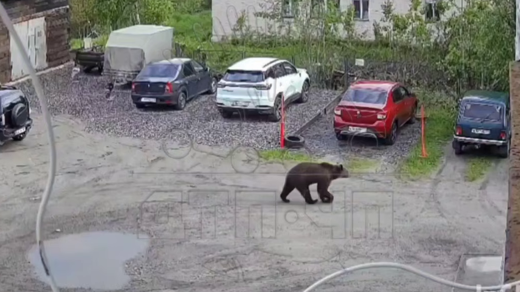 Медведей видели под Ковдором и в Шонгуе — косолапые бродят по дорогам и улицам поселков