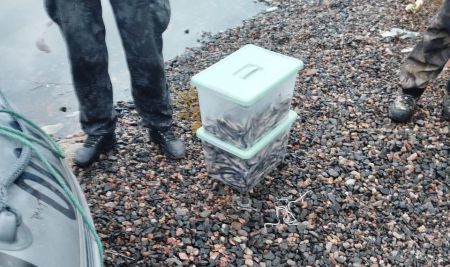 В Куреньге браконьер сачком выловил 1409 корюшек — возбуждено уголовное дело