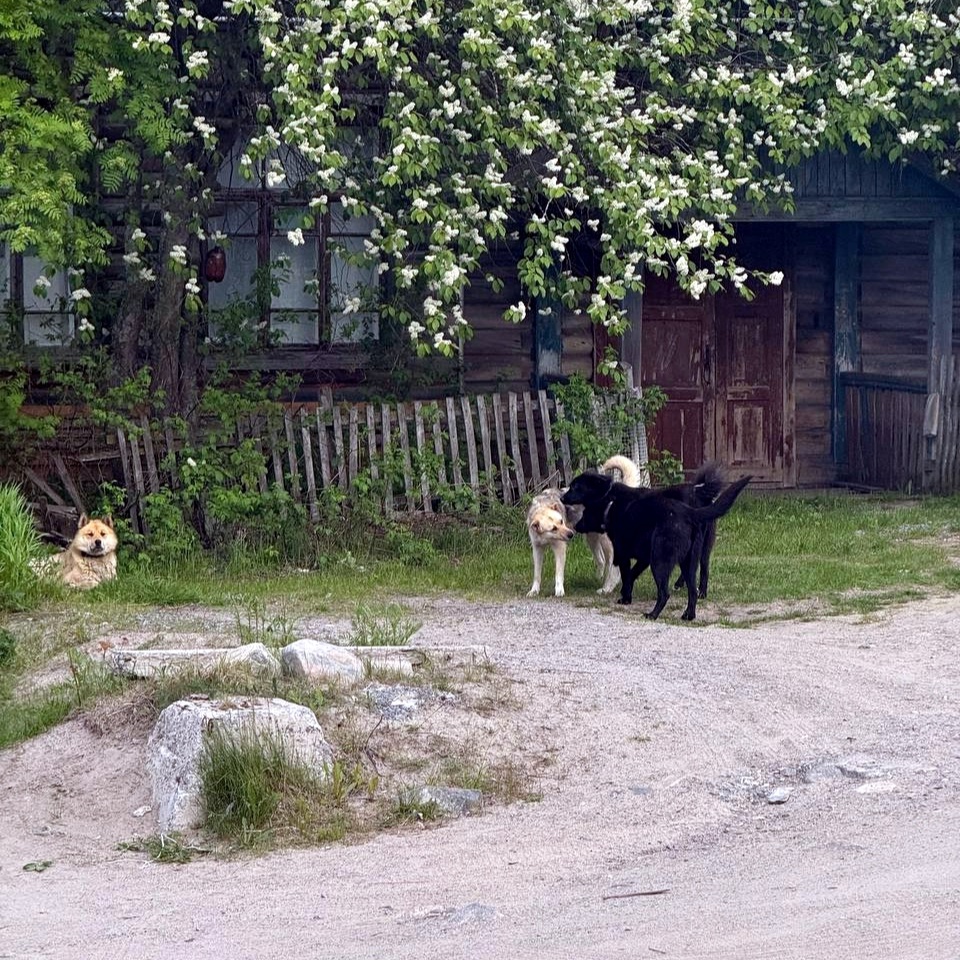 В Умбе хозяйские псы бегают на самовыгуле — владельцам пригрозили штрафами