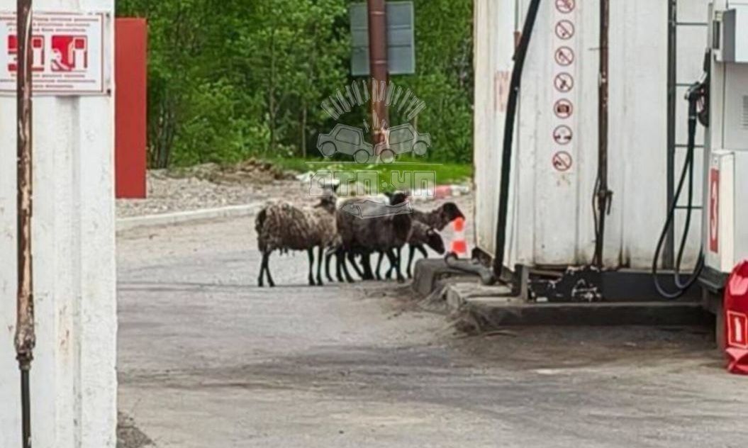 Возле Кильдинстроя на автозаправку пришло стадо овец