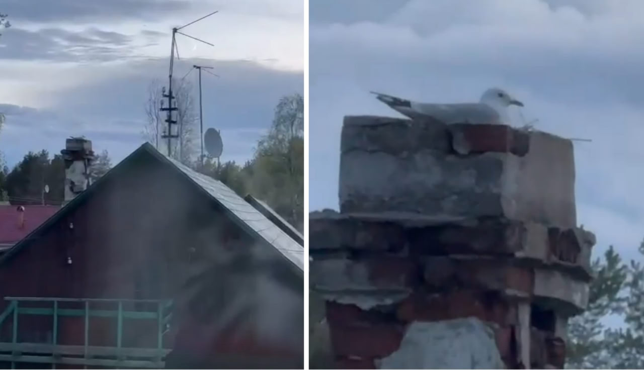 Жителей Зеленоборского из дома не выпускает чайка, охраняя свитое в трубе гнездо